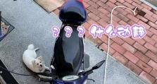 以狗3摄像机为主题的文章（探索狗3摄像机的功能和优势）