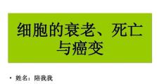人体细胞死亡的影响与后果（揭示细胞死亡对人体的深远影响，从健康到衰老）